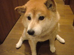 DSC00241-thumbnail2.jpg
